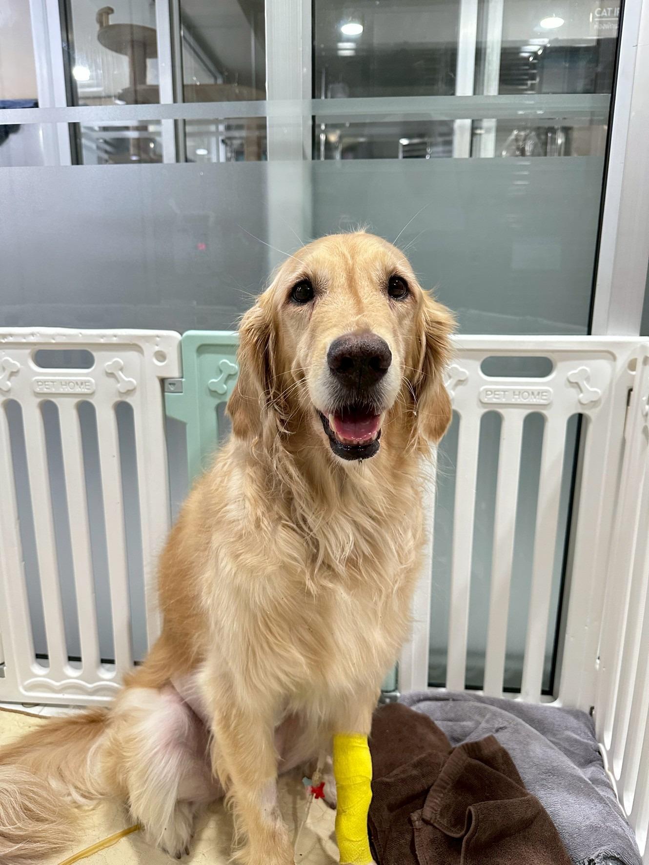 Goldie: Emergency GDV Surgery – Gastric Dilatation-Volvulus - 治療後