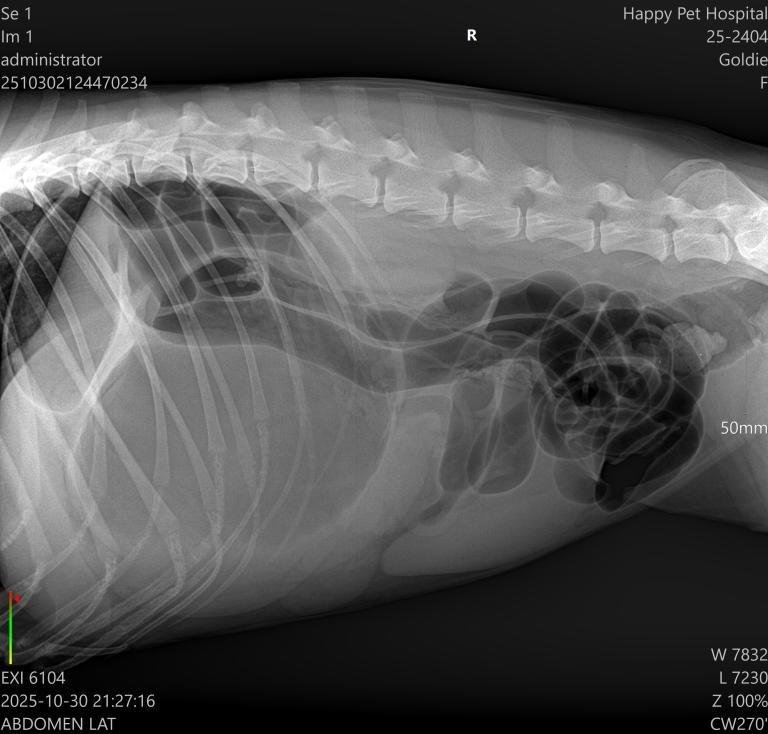 Goldie: Emergency GDV Surgery – Gastric Dilatation-Volvulus - 治療前