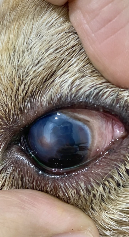 Melon: Corneal Ulcer & KCS – Complete Healing in 10 Days - 治療後