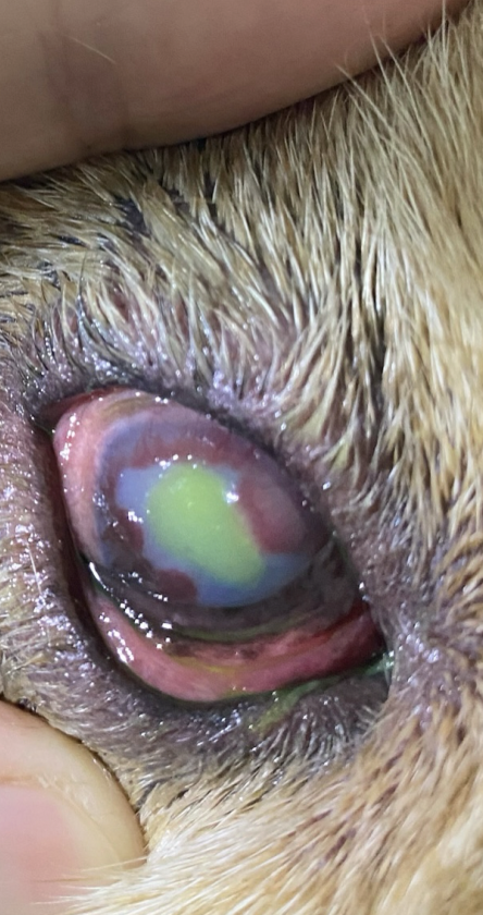 Melon: Corneal Ulcer & KCS – Complete Healing in 10 Days - 治療前