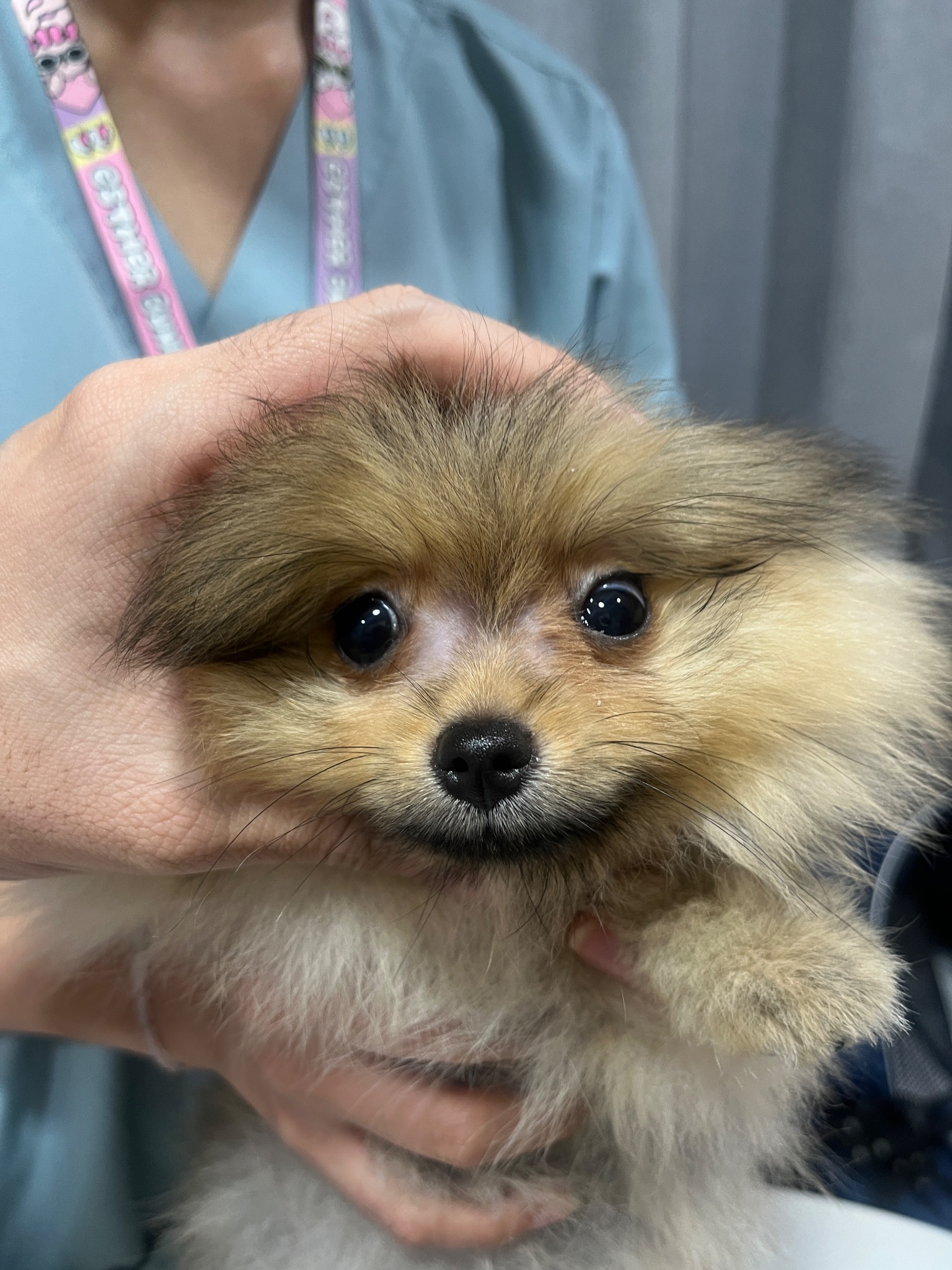Mochi: Cheyletiellosis (Walking Dandruff) – Young Puppy Recovery - 治療後