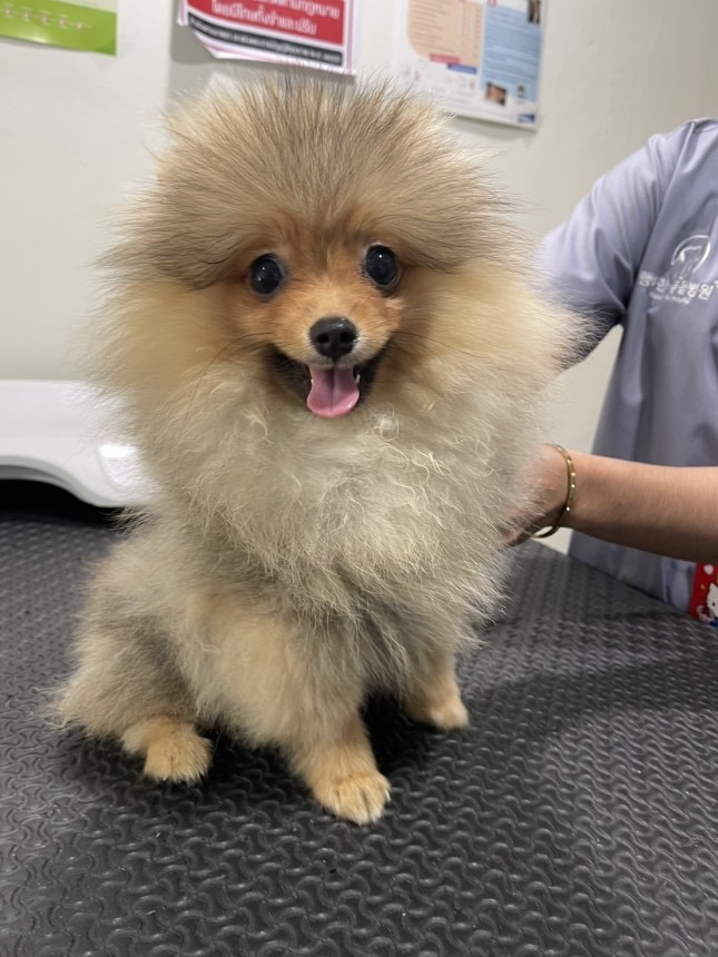 Mochi: Cheyletiellosis (Walking Dandruff) – Young Puppy Recovery - 治療前