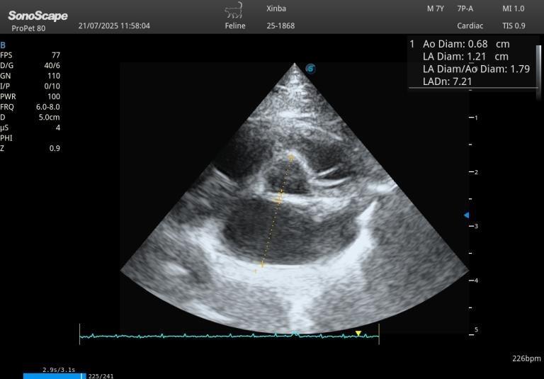Xinba: Hypertrophic Cardiomyopathy Stabilized After Emergency Respiratory Distress - 治療後