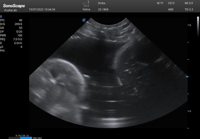 Xinba: Hypertrophic Cardiomyopathy Stabilized After Emergency Respiratory Distress - 治療前