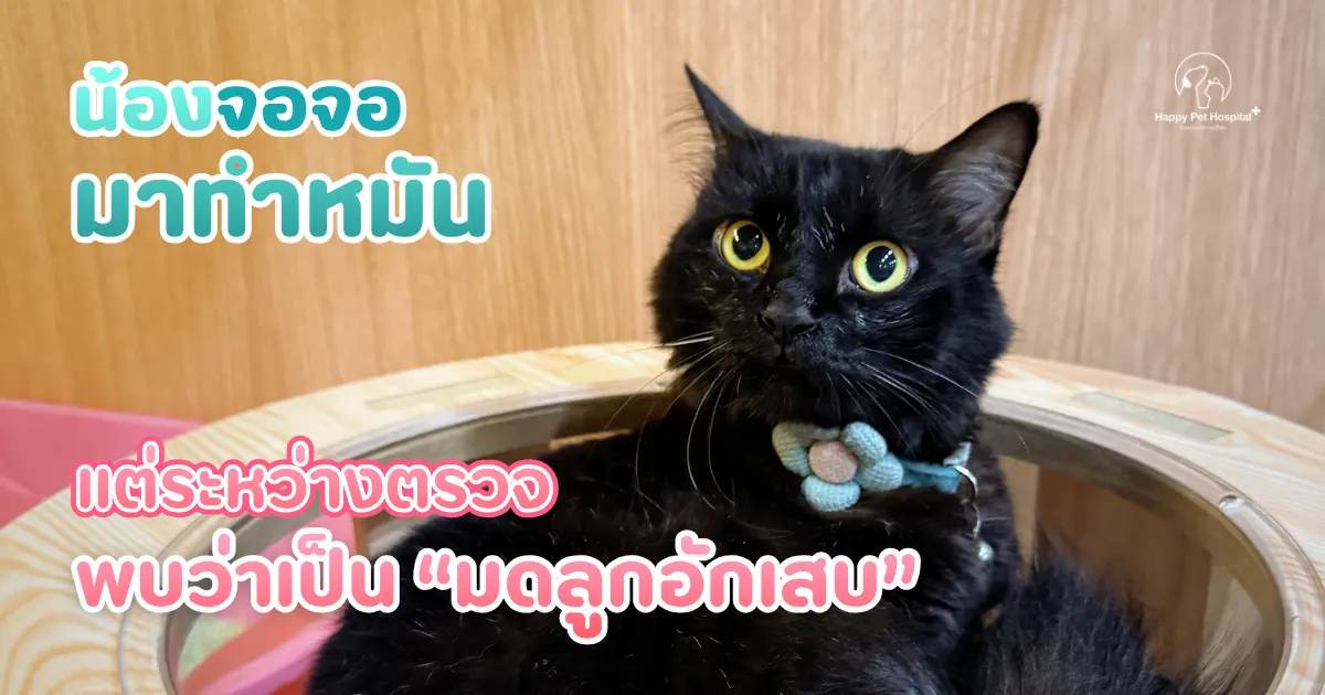 From a Routine Spay Appointment to the Discovery of Pyometra: Jojo’s Story