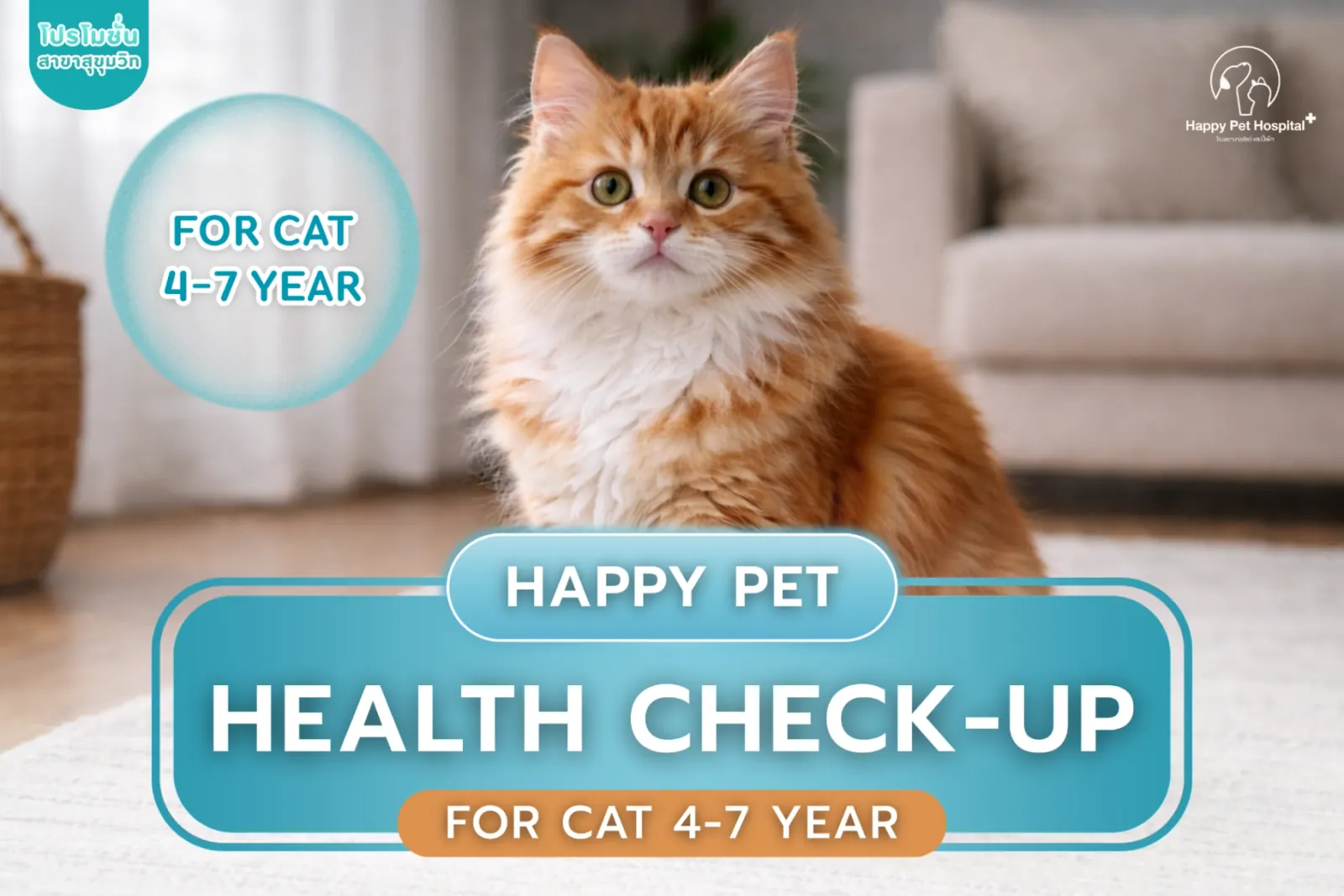 4–7세 고양이 건강검진